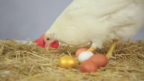 Hen with gold egg — Stock Video