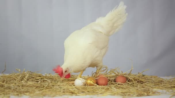 Hen with gold egg — Stock Video