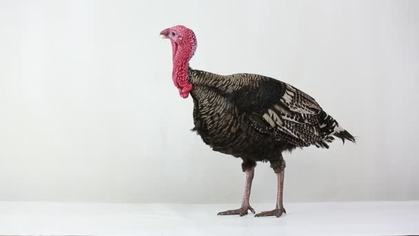 Turkey isolated on a white background. — Stock Video
