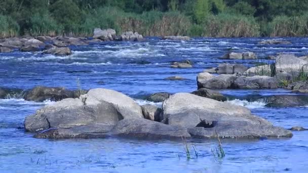 Nehir hareketli doğa arka planda — Stok video