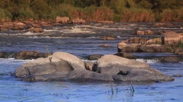 Rivière en mouvement nature fond — Video