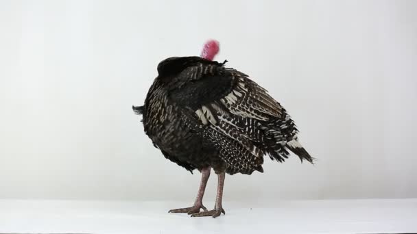 Turkey isolated on a white background. — Stock Video