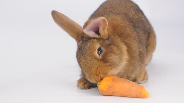 Κουνέλι τρώει καρότα σε λευκό φόντο — Αρχείο Βίντεο