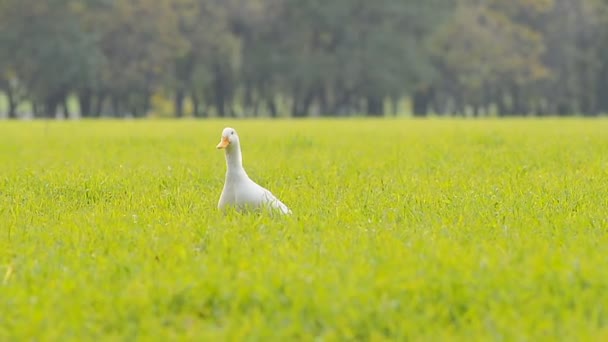 Duck in field — Stock Video