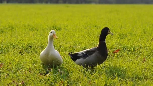 Ducks in field — Stock Video