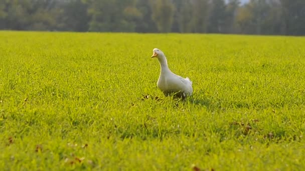 Eenden in veld — Stockvideo