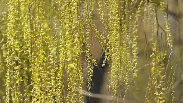 柳树上绿色背景 — 图库视频影像