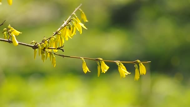 Yellow flowers on a green background — Stock Video