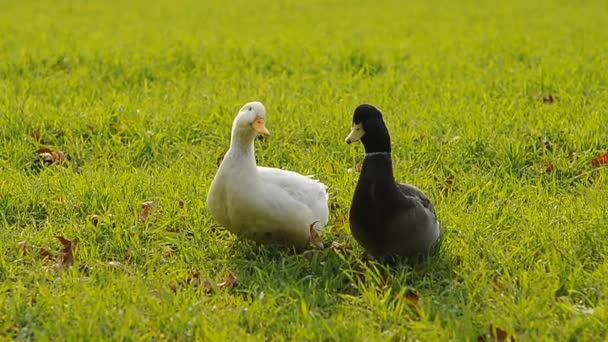 Ducks in field — Stock Video