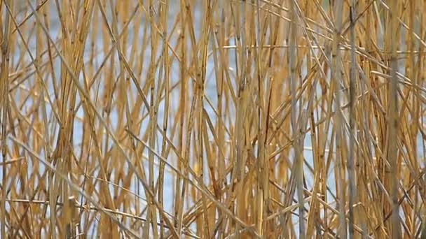 Cane on a blue background — Stock Video