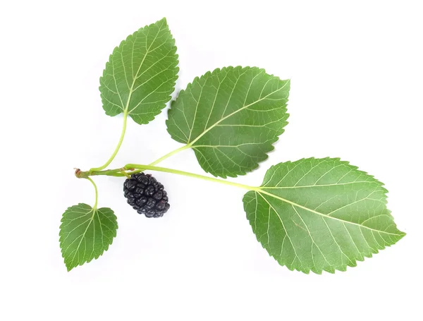 Mulberry — Stock Photo, Image