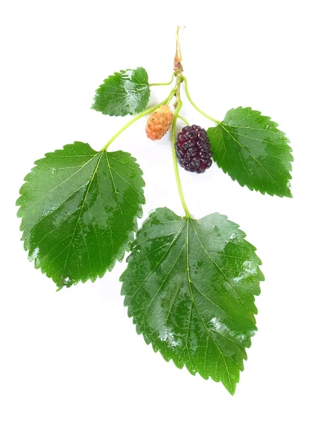 Mulberry — Stock Photo, Image