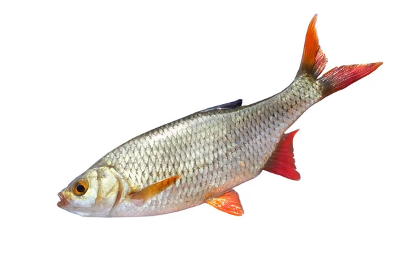 Fish roach — Stock Photo, Image