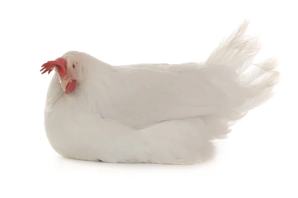 Hen on white background — Stock Photo, Image