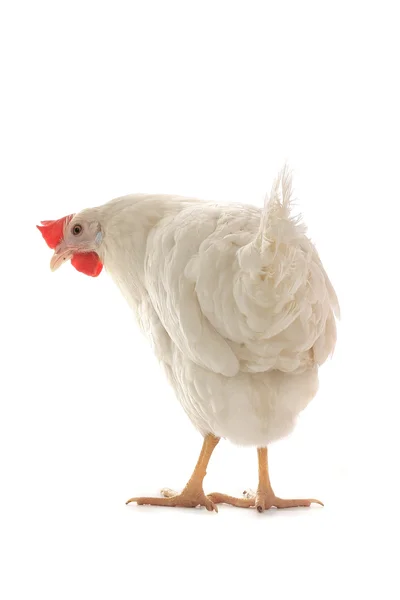 Hen on white background — Stock Photo, Image