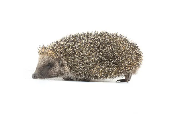 Hedgehog — Stock Photo, Image