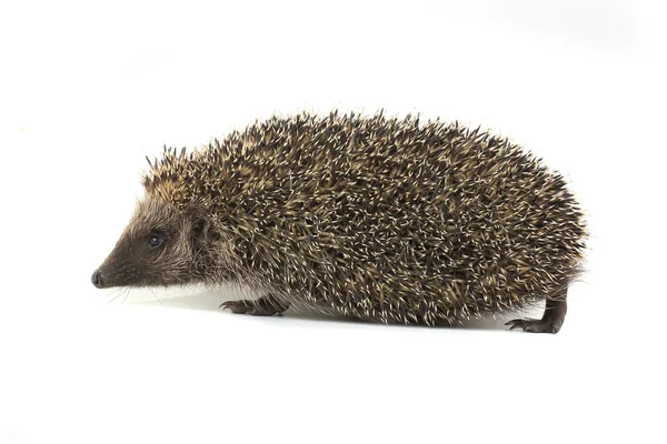 Hedgehog — Stock Photo, Image