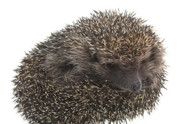 Hedgehog — Stock Photo, Image