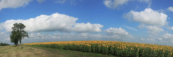 Girassóis — Fotografia de Stock