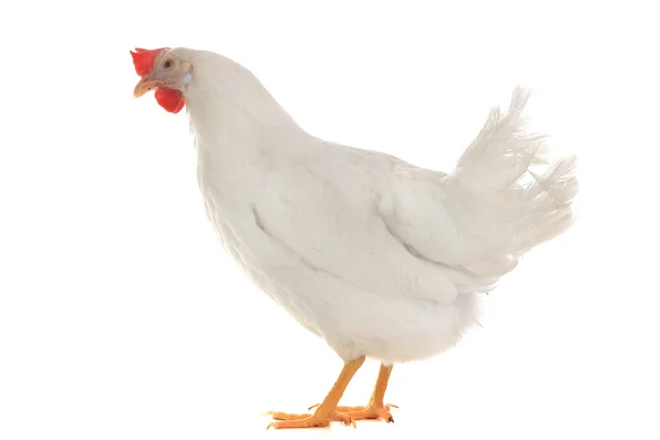 Курица на белом фоне — стоковое фото