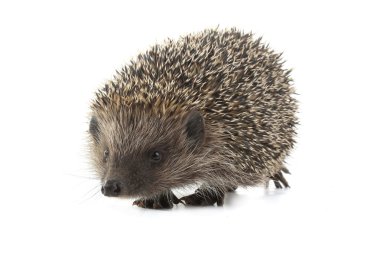Kirpi