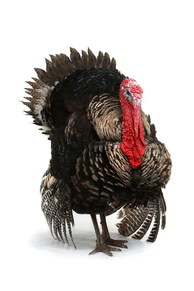 Turkey — Stock Photo, Image