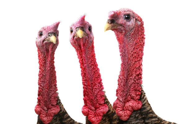 Turkey — Stock Photo, Image