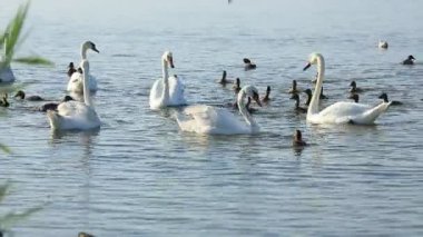 Kuğu ve float Gölde ördekler