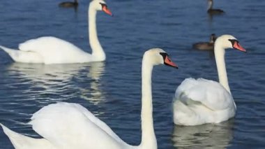 Kuğu ve float Gölde ördekler