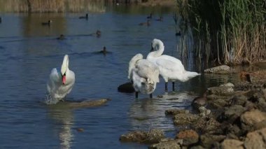 Kuğu ve float Gölde ördekler