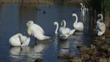 Kuğu ve float Gölde ördekler