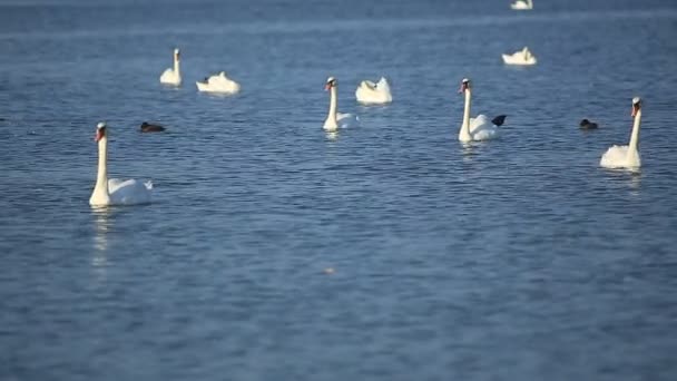 Zwanen en eenden drijven op het meer — Stockvideo