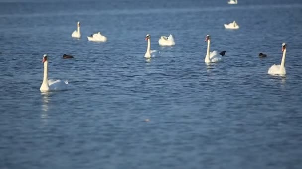 Κύκνους και πάπιες επιπλέουν στη λίμνη — Αρχείο Βίντεο