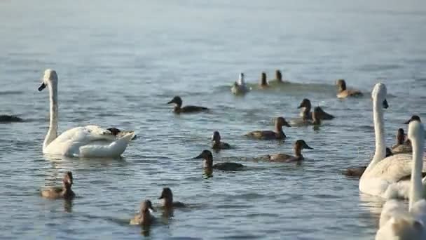 Łabędzie i kaczki pływak nad jeziorem — Wideo stockowe