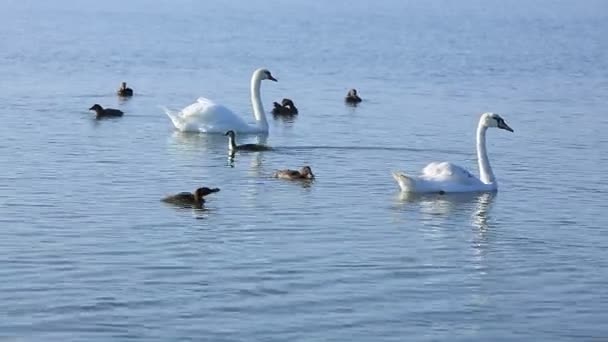 Лебеді і качки пливуть на озері — стокове відео