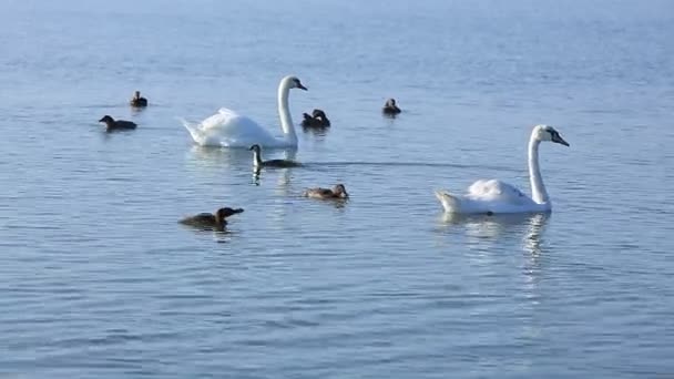 Cisnes e patos flutuam no lago — Vídeo de Stock