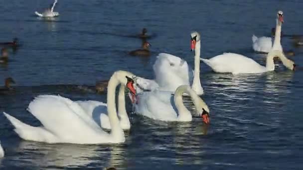 Cygnes et canards flottent sur le lac 