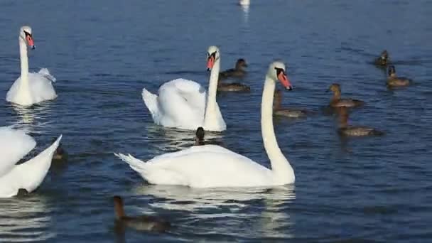 Cisnes y patos flotan en el lago — Vídeo de stock