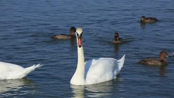 Cygnes et canards flottent sur le lac 