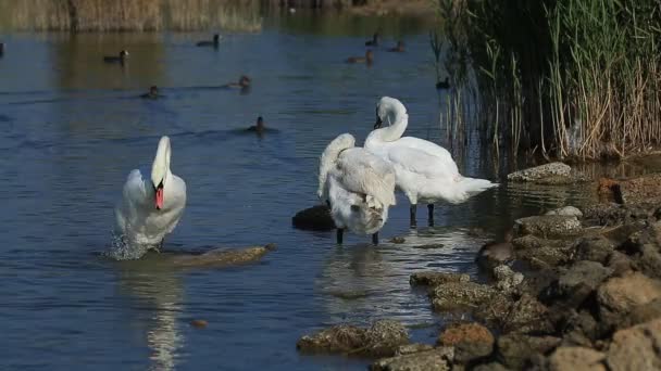 Cisnes e patos flutuam no lago — Vídeo de Stock