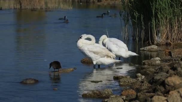 Лебеди и утки плавают по озеру — стоковое видео
