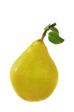 Sarı armut üzerinde karınca