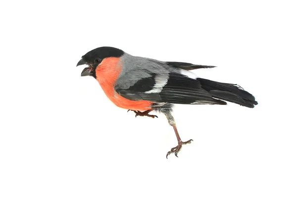 Bullfinch — Stock Photo, Image