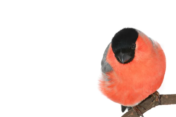 Bullfinch — Stock Photo, Image