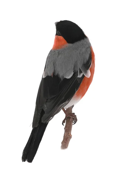 Bullfinch — Stock Photo, Image