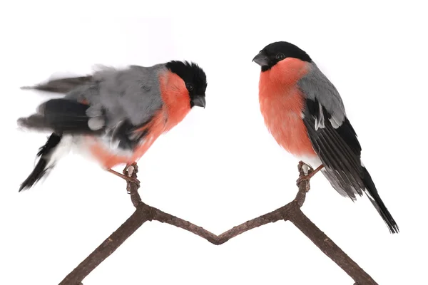 Bullfinch — Stock Photo, Image