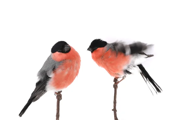 Bullfinch — Stock Photo, Image