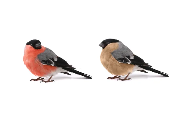 Bullfinch — Stock Photo, Image