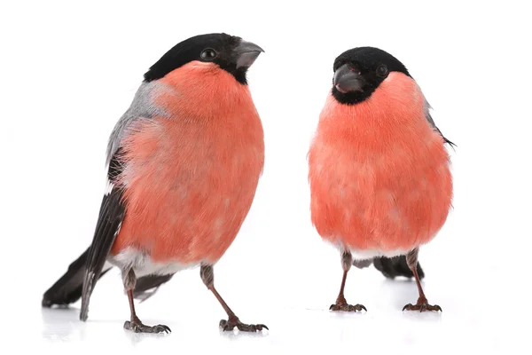 Bullfinch — Stock Photo, Image