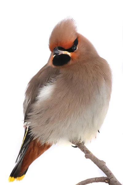 Bohemian Waxwing — Stockfoto